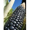 Corn Blue Hopi Ornamental Great Heirloom Vegetable 15 Seeds