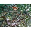 Evergreen Farm and Garden 50 lbs Catfish Food 32% Protein