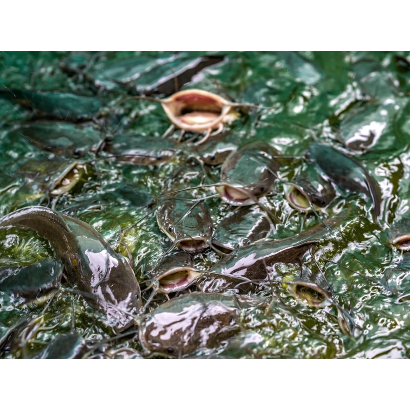 Evergreen Farm and Garden 50 lbs Catfish Food 32% Protein