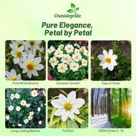 Outsidepride Mignon White Dahlia Seeds for Planting - 1000 Pcs Annual, Easy to Grow, Season-Long Flower Seeds with Colorful Blooms for Containers, Pots, Borders, & Gardens, Suitable as Cut Flower