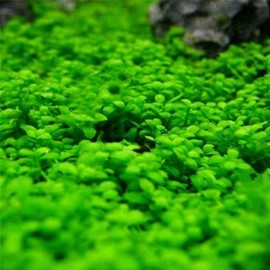 zellajake Aquarium Grass Plants Seeds Small Leaf Seeds 10G Fish Tank Aquarium Plant Aquatic Water Grass Plant Seeds Easy Grow