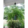 Plant Caddie Pulley For Hanging Plants - Extends For Easy