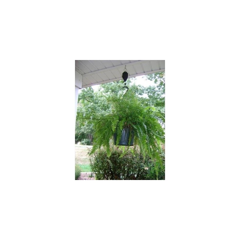 Plant Caddie Pulley For Hanging Plants - Extends For Easy