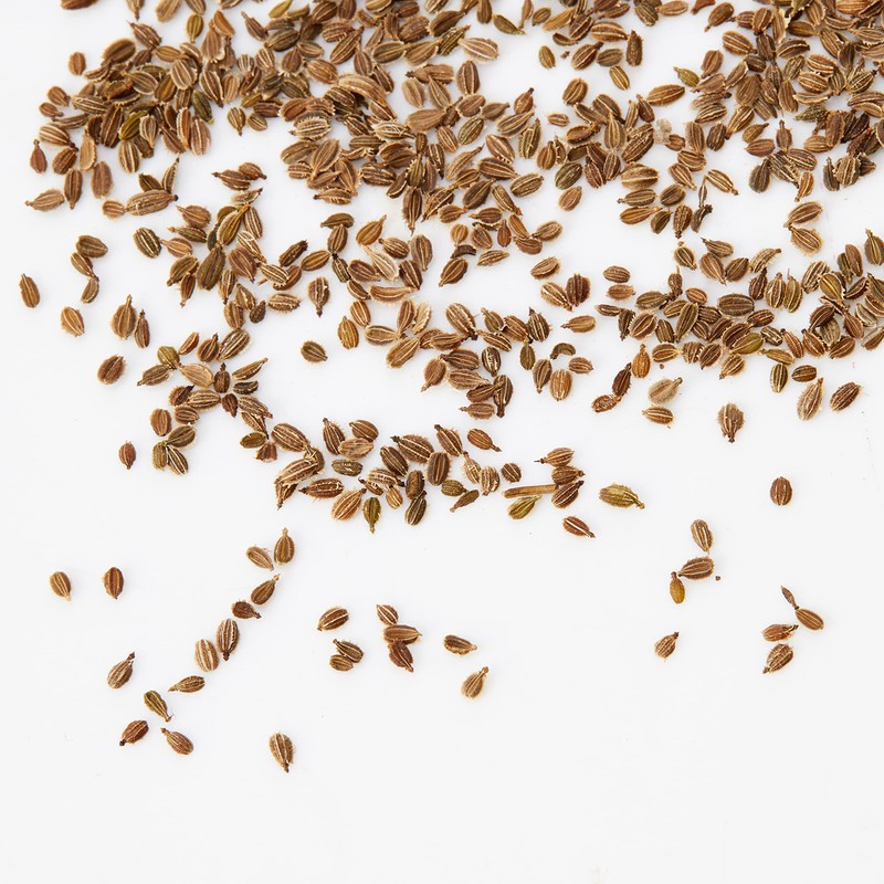 PREMIER SEEDS DIRECT - Carrot - Royal CHANTENAY -4 Grams