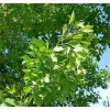 CZ Grain 30 Arizona Ash Tree Seeds for Planting -
