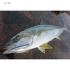 Maria Pencil Bait Relise S130 595-635 5.1 inches (130 mm)