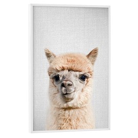 artboxONE Poster with White Frame 60 x 40 cm Lama & Alpaca for Children Alpaca Colourful Animal African Alpaca