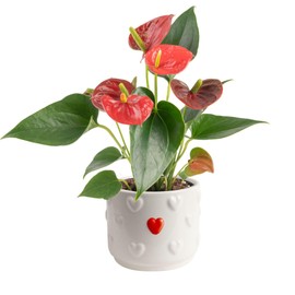 Costa Farms Anthurium, Flamingo Flower Live Plant in Decorative Pot, Air Purifying Flowering Indoor Houseplant, Home, Room, or Office Decor, House Warming or Birthday Gift, 10-14 Inches Tall