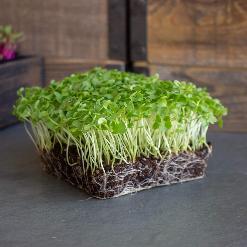 Kale Garden Seeds - Vates Blue Scotch Curled - 1