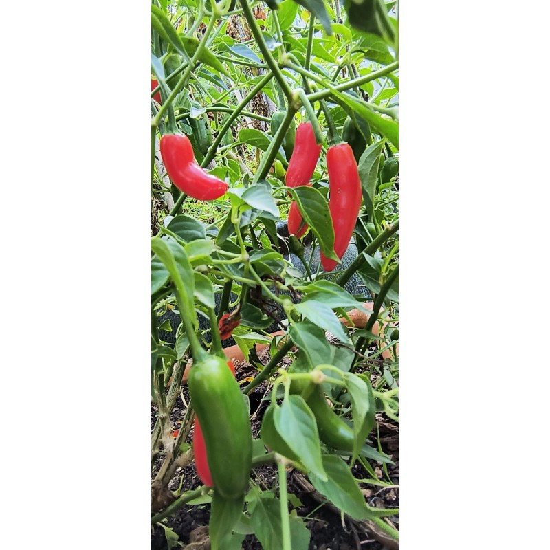 Mari's Seeds Serrano Chili seeds 24 seeds