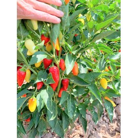 TomorrowSeeds - Santa Fe Grande Pepper Seeds - 900+ Count - for 2026 Planting 700 Scoville Units Medium Hot Chili Guero Chile Yellow Calibre Jalapeno Vegetable Heirloom Grow Your Own Home Farm Patio