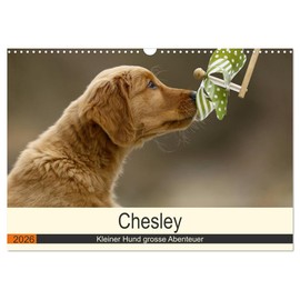 Chesley Kleiner Hund grosse Abenteuer (Wandkalender 2026 DIN A3 quer), CALVENDO Monatskalender: Fröhlicher Wald und Wiesen Streifzug eines Golden Retriever Welpen (CALVENDO Tiere)