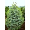 Howells Tigertail Spruce 1 - Year Live Plant