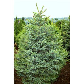 Howells Tigertail Spruce 1 - Year Live Plant