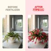 Christmas Cactus Fertilizer – Liquid Plant Food for More Blooms,