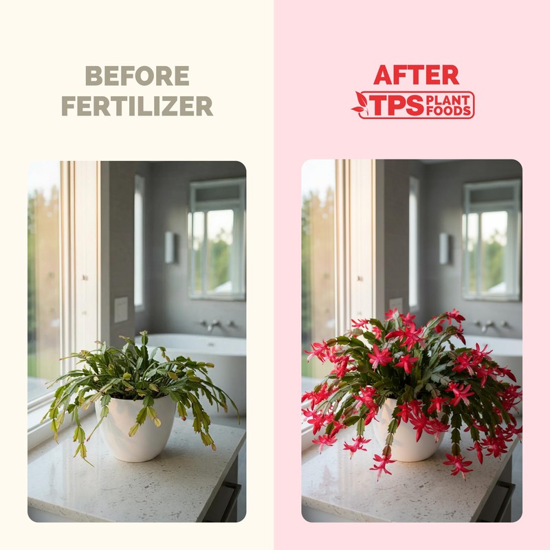 Christmas Cactus Fertilizer – Liquid Plant Food for More Blooms,