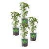 Bonnie Plants Thai Basil, Live Plant, 19.3 oz., 4-Pack