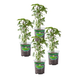 Bonnie Plants Thai Basil, Live Plant, 19.3 oz., 4-Pack