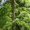 Bald Cypress | 3 Live Trees | Taxodium Distichum |