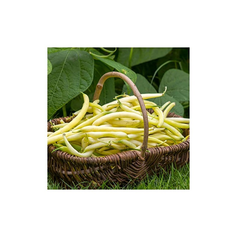 Everwilde Farms - 1/4 Lb Golden Wax Yellow Bean Seeds