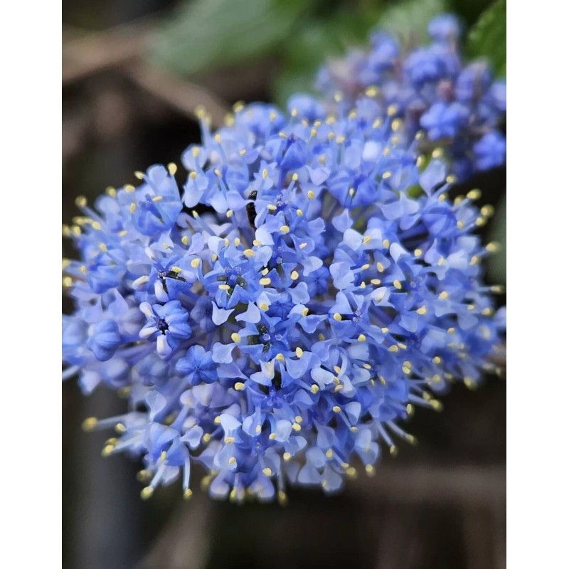 Home-Growth Blueblossom, Ceanothus Thyrsiflorus - 20 Seeds 2025 - USA