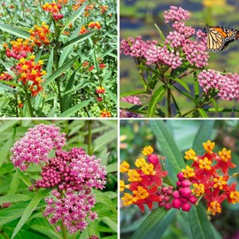Milkweed Seeds – 400 Count (200 Pink + 200 Orange) - Non-GMO Butterfly & Monarch Attractant - Easy-Grow Perennial Wildflower, Drought-Tolerant, Pollinator Garden Native to USA