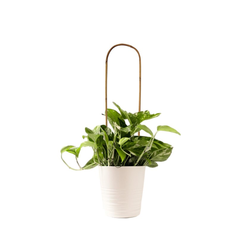 20 Pack Bamboo Trellis U-Hoop for Potted Plants - 16