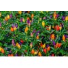 KIRA SEEDS - Seeds Masquerade Pepper Mix - Heirloom Ornamental