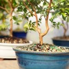 Brussel's Bonsai Live Jaboticaba Bonsai Tree - Large, 6 Year,