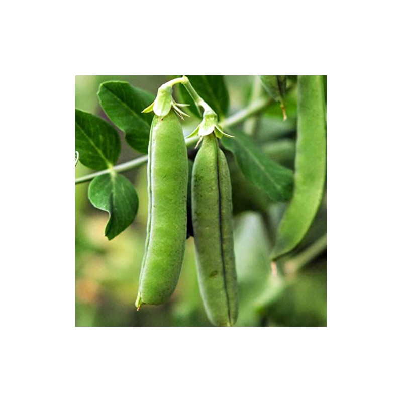 30 Early Frosty Pea Seeds for Planting Heirloom Non GMO
