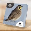 TF Publishing 2026 Birds: Backyard & Beyond Daily Desktop Calendar
