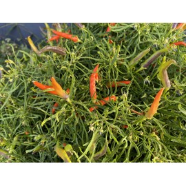 Orange Candlelight Mutant Rare Wire Leaf Hot Pepper (5 Seeds Packet)