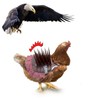 pranovo Chicken Saddle Prevent Eagle Raptor Proof Chicken Vests Chicken