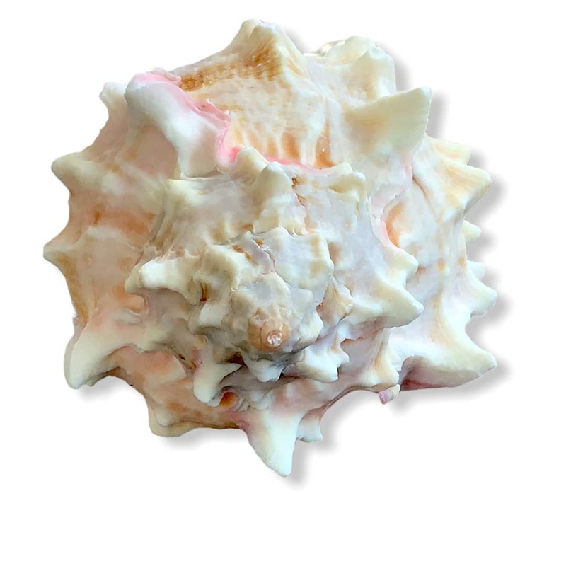 Steinfixx Murex Ramosus Pink Shell 70 g Golf of Mexico