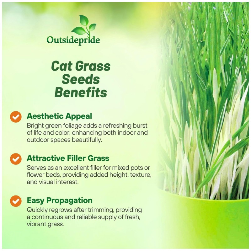 Outsidepride Variegated Cat Grass Seed - 500 Pcs Annual, Hardy