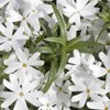 Classy Groundcovers, Phlox subulata 'Snowflake' (Flat of 18 Pots, 3