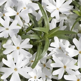 Classy Groundcovers, Phlox subulata 'Snowflake' (Flat of 18 Pots, 3 1/2 inch Square)