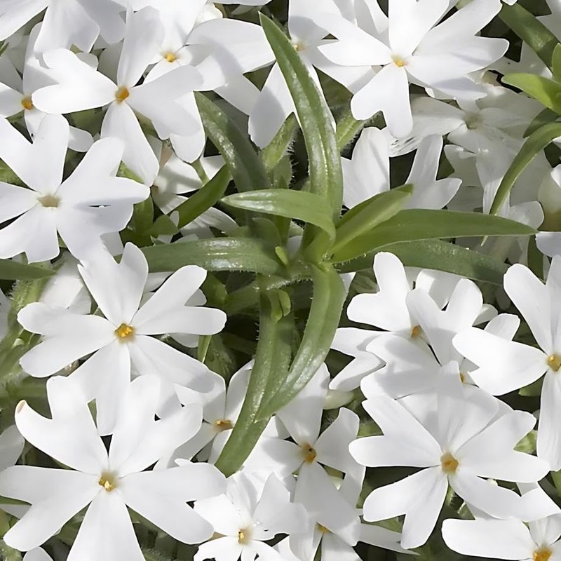 Classy Groundcovers, Phlox subulata 'Snowflake' (Flat of 18 Pots, 3