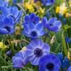 Votaniki Anemone Blue Poppy - Hardy Perennial, Long Lasting Blooms,