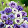 Cornflower Seeds - Fantastic Mix - 1 Ounce - Blue/White