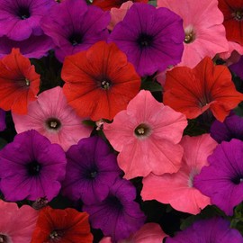 Outsidepride 30 Seeds Annual South Beach Easy Wave Petunia Spreading Garden Flower Seeds for Planting