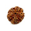 Certified 5 Mukhi (Five Faces) Rudraksha Bead - Sagittarius Sun