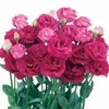 Lisianthus Flower Seeds for Planting - 50 Annual Double Lisianthus