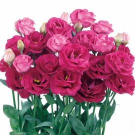 Lisianthus Flower Seeds for Planting - 50 Annual Double Lisianthus Double Flower Seeds