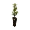 Serbian Spruce | Small Tree Seedling | The Jonsteen Company