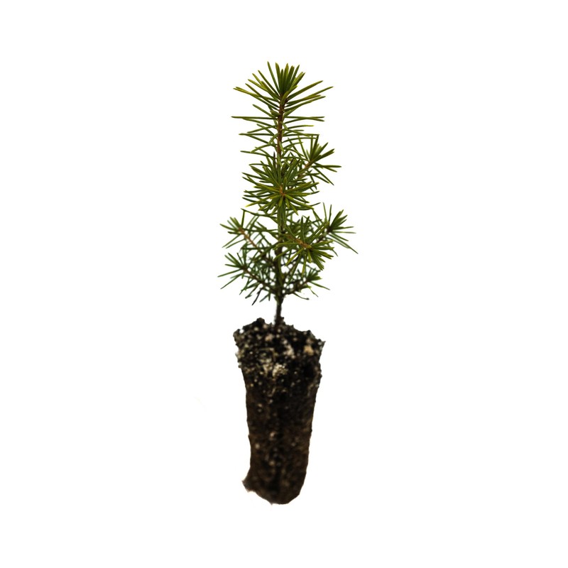 Serbian Spruce | Small Tree Seedling | The Jonsteen Company