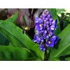 Sapphire Blue Ginger Gorgeous Tropical Dichorisandra thyrsiflora Plant Cutting Root1
