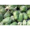 1 Sprouted Chayote Squash Mirliton Live Plant Ready To Plant