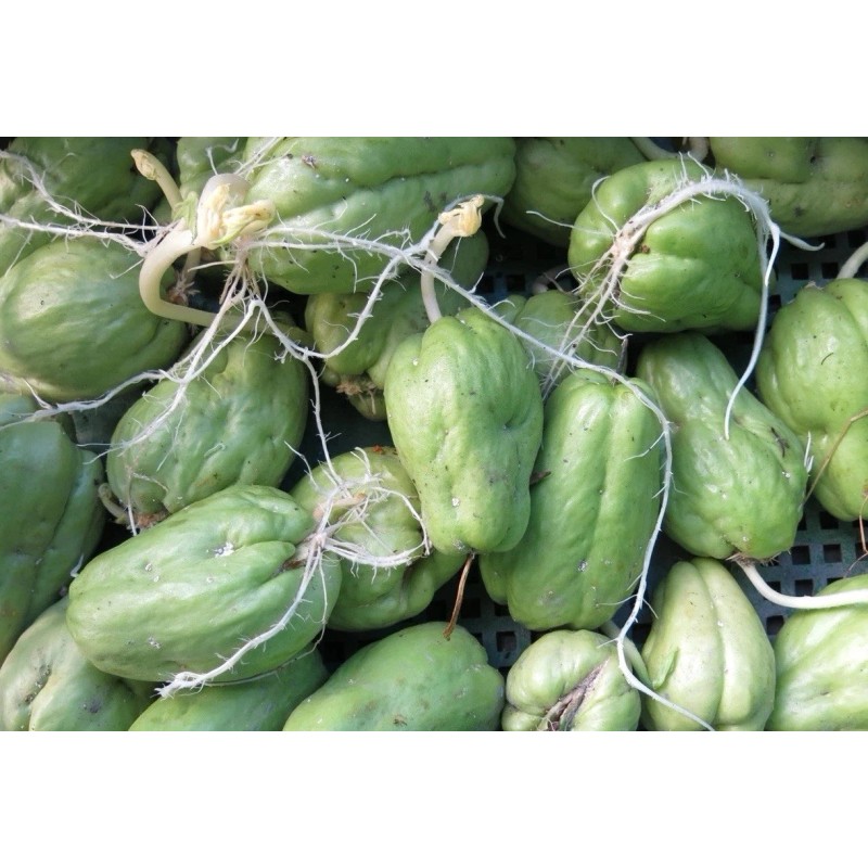 1 Sprouted Chayote Squash Mirliton Live Plant Ready To Plant