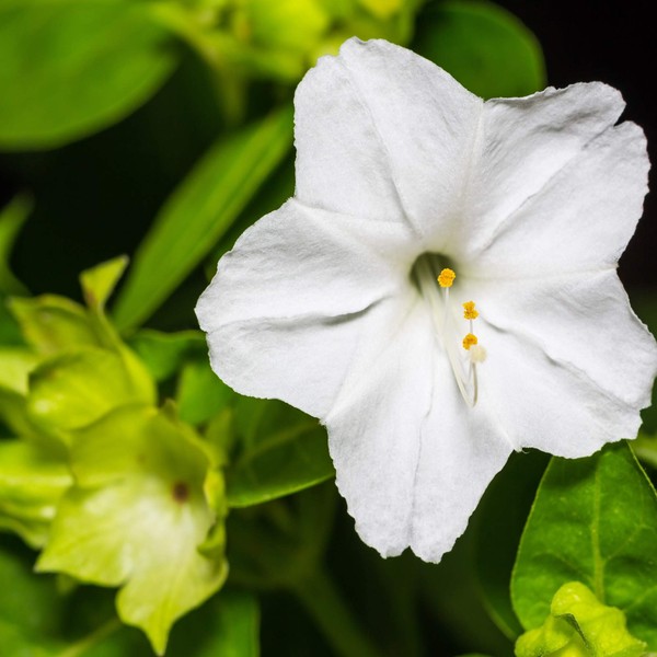 Outsidepride White Four O'clock Flower Seeds - 1 lb Perennial